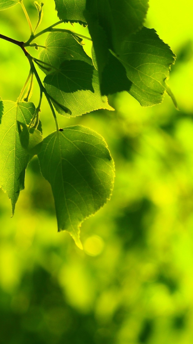 Green Leaves screenshot #1 640x1136