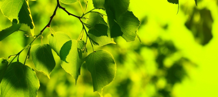 Das Green Leaves Wallpaper 720x320