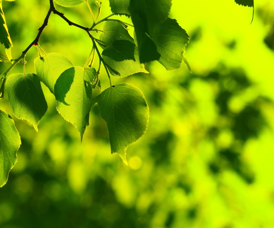 Das Green Leaves Wallpaper 960x800