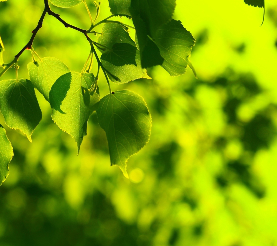 Das Green Leaves Wallpaper 960x854