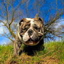 Fondo de pantalla Bulldog 128x128