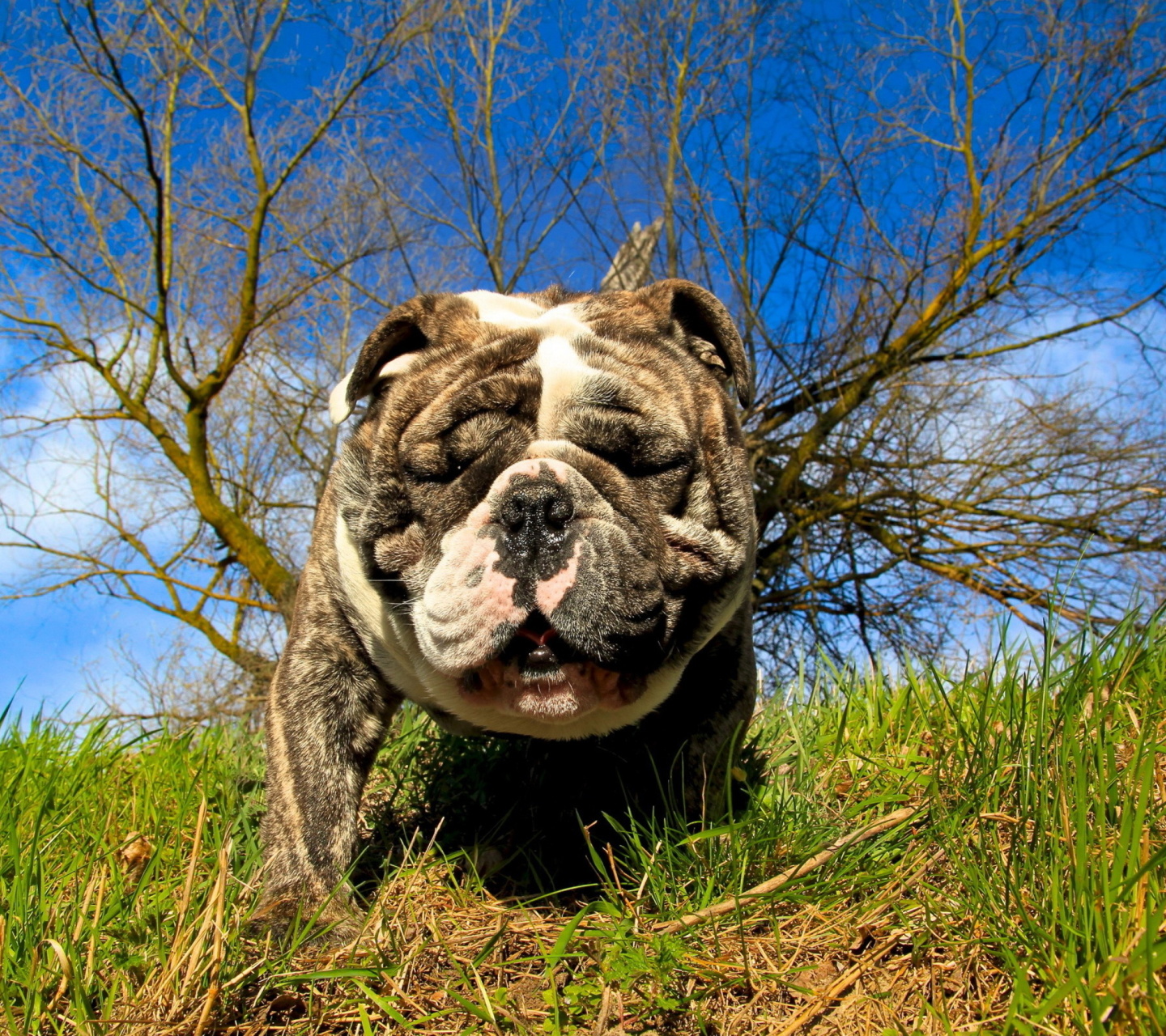 Sfondi Bulldog 1440x1280