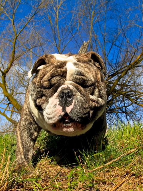 Fondo de pantalla Bulldog 480x640