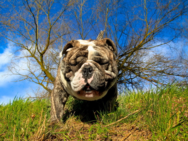 Bulldog wallpaper 640x480