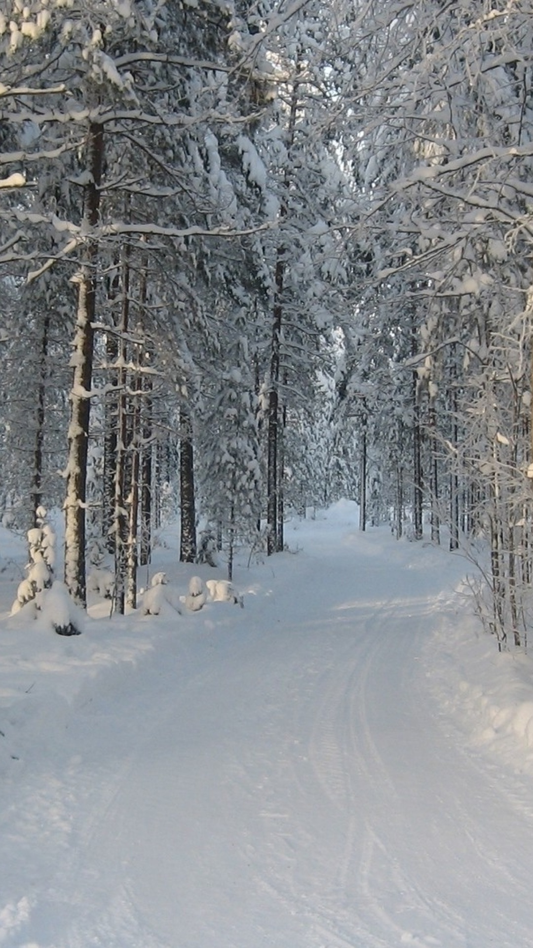 Winter snowy forest wallpaper 1080x1920