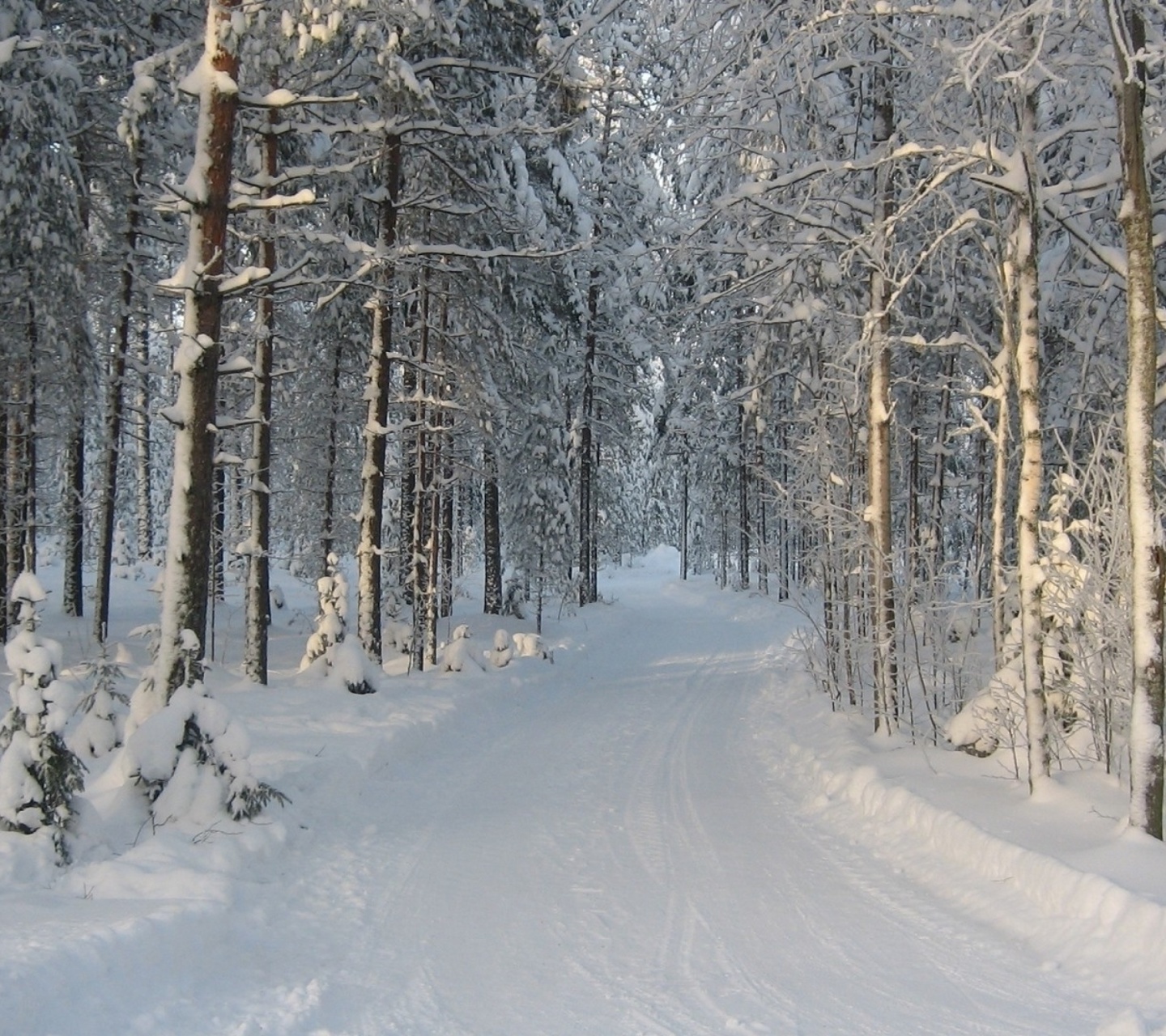 Das Winter snowy forest Wallpaper 1440x1280