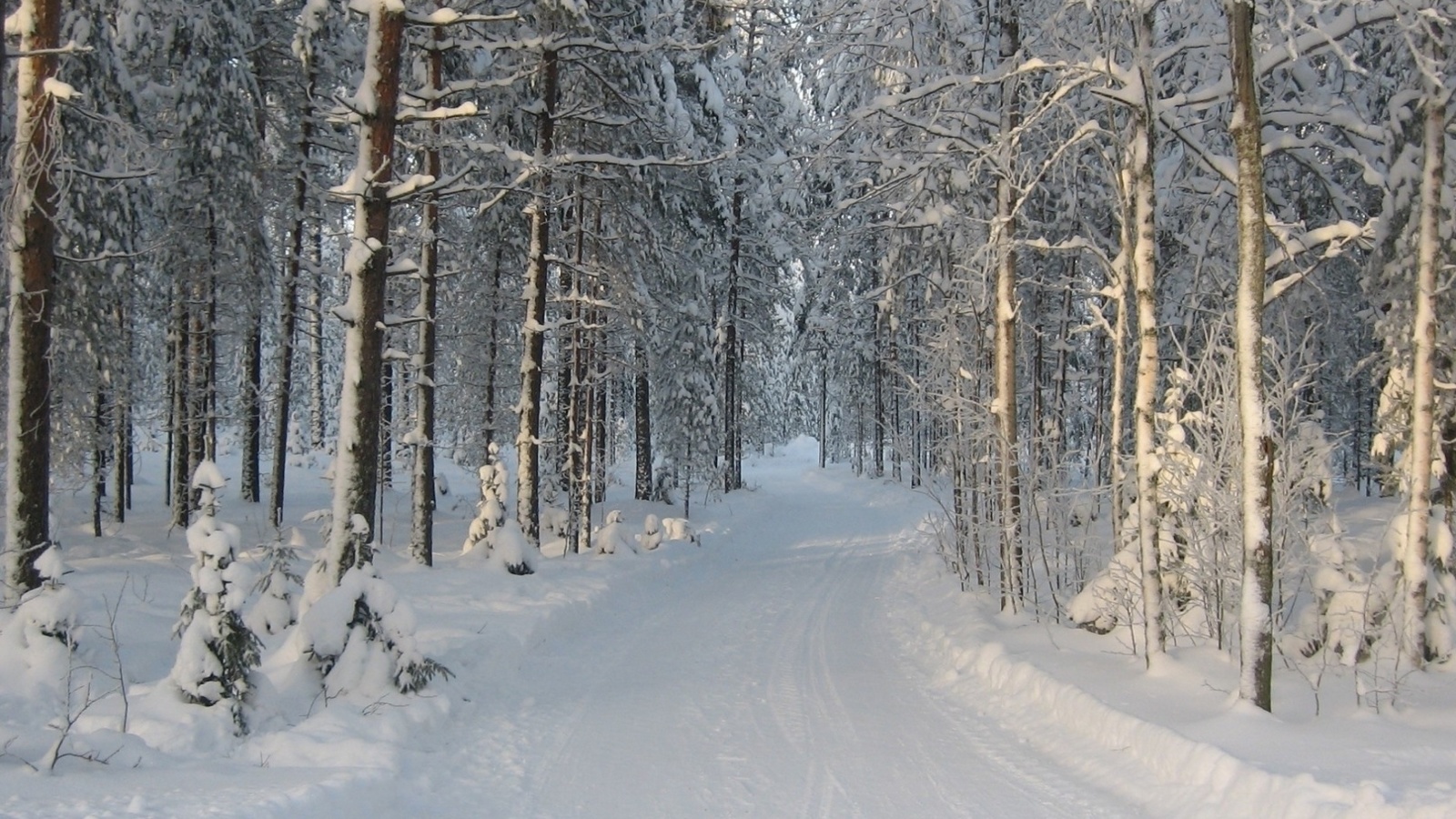 Sfondi Winter snowy forest 1600x900