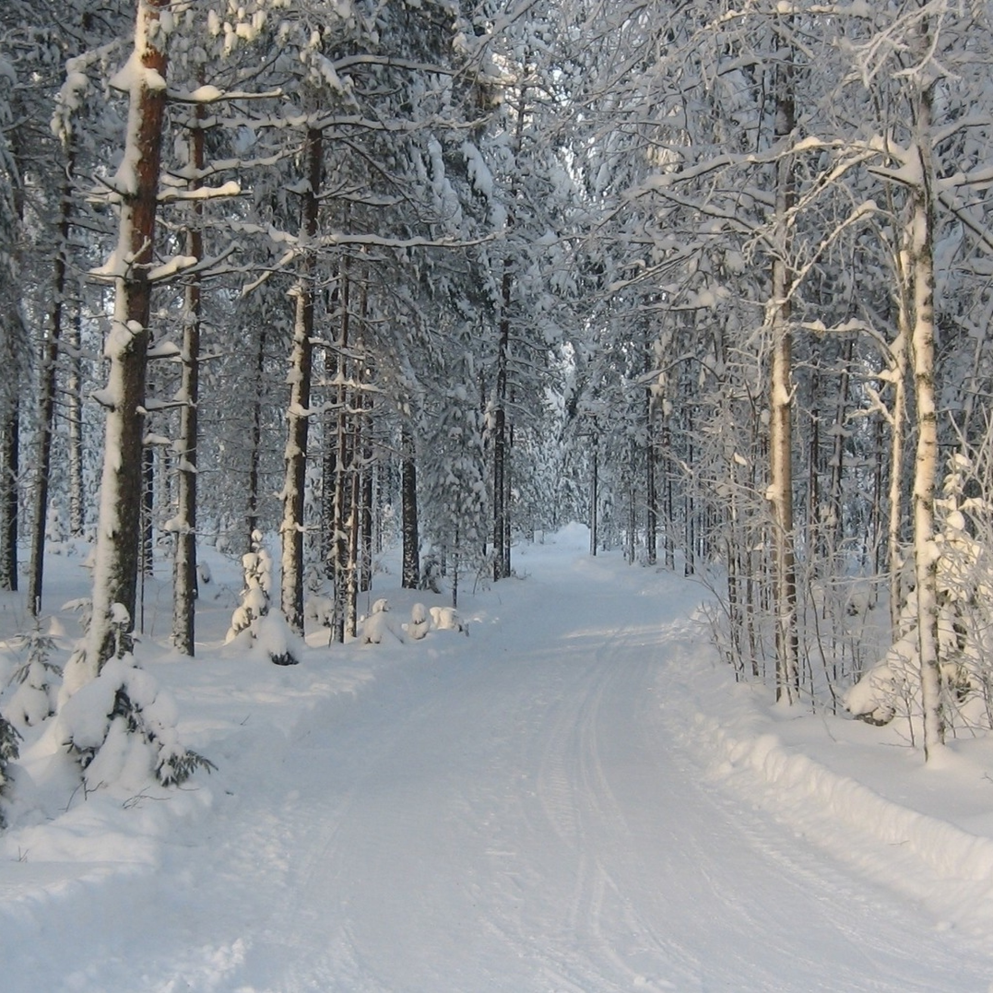 Winter snowy forest screenshot #1 2048x2048