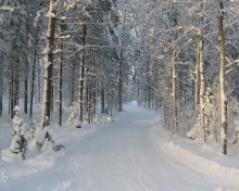 Winter snowy forest screenshot #1 220x176