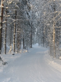 Das Winter snowy forest Wallpaper 240x320