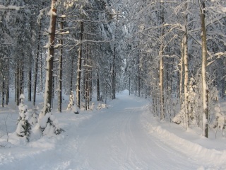 Winter snowy forest wallpaper 320x240