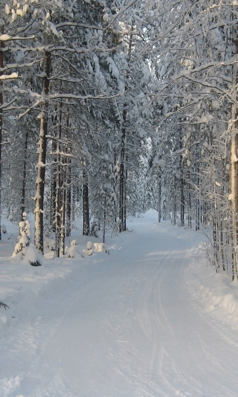 Winter snowy forest wallpaper 768x1280