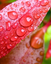 Red Leaves Macro screenshot #1 176x220