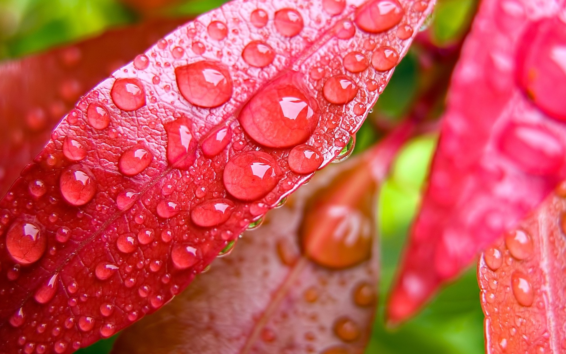 Red Leaves Macro wallpaper 1920x1200