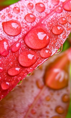 Sfondi Red Leaves Macro 240x400