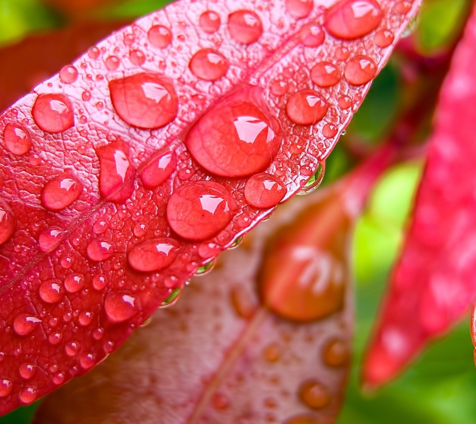 Red Leaves Macro wallpaper 960x854