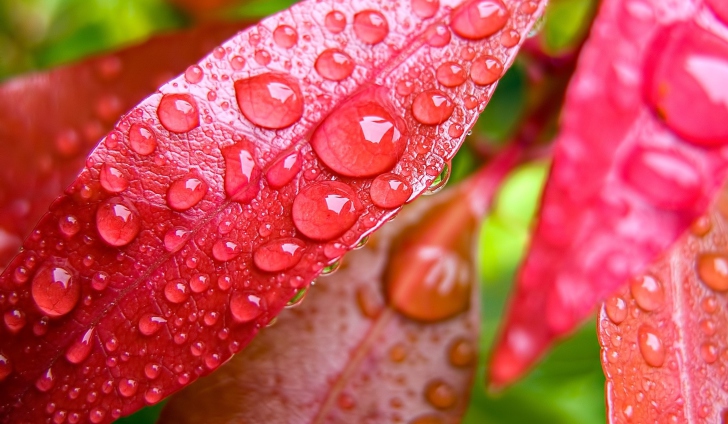 Sfondi Red Leaves Macro