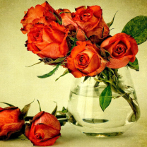 Beautiful Roses wallpaper 208x208