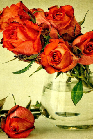 Das Beautiful Roses Wallpaper 320x480