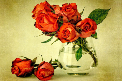 Beautiful Roses wallpaper 480x320