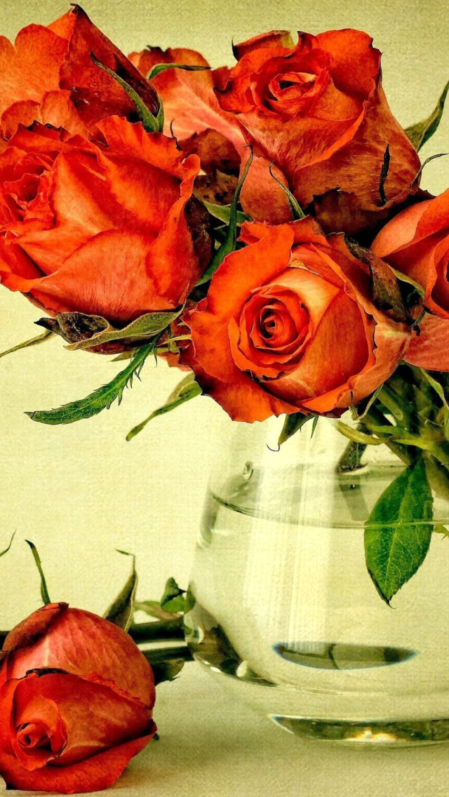 Beautiful Roses wallpaper 640x1136
