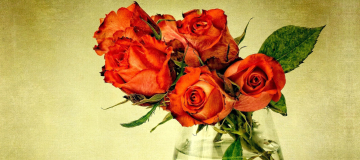 Das Beautiful Roses Wallpaper 720x320