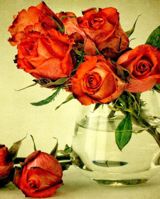 Kostenloses Beautiful Roses Wallpaper für Nokia 2730 classic