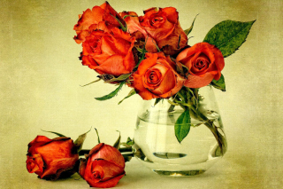 Beautiful Roses Wallpaper for Android, iPhone and iPad