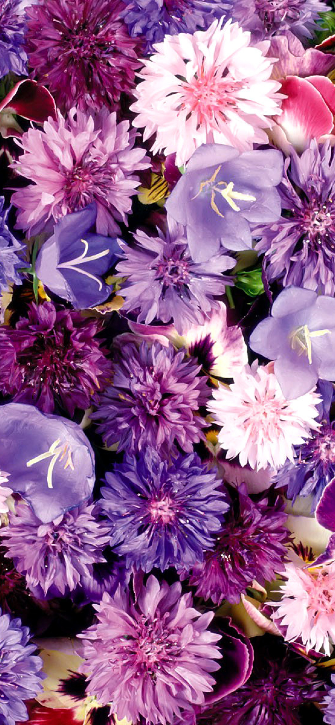 Flower carpet from cornflowers, bluebells, violets wallpaper 1170x2532