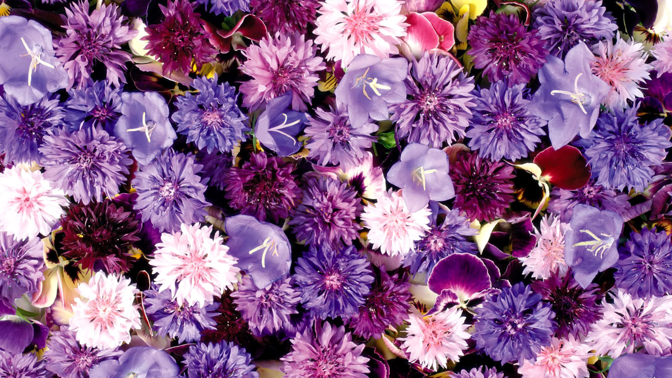 Fondo de pantalla Flower carpet from cornflowers, bluebells, violets 1366x768