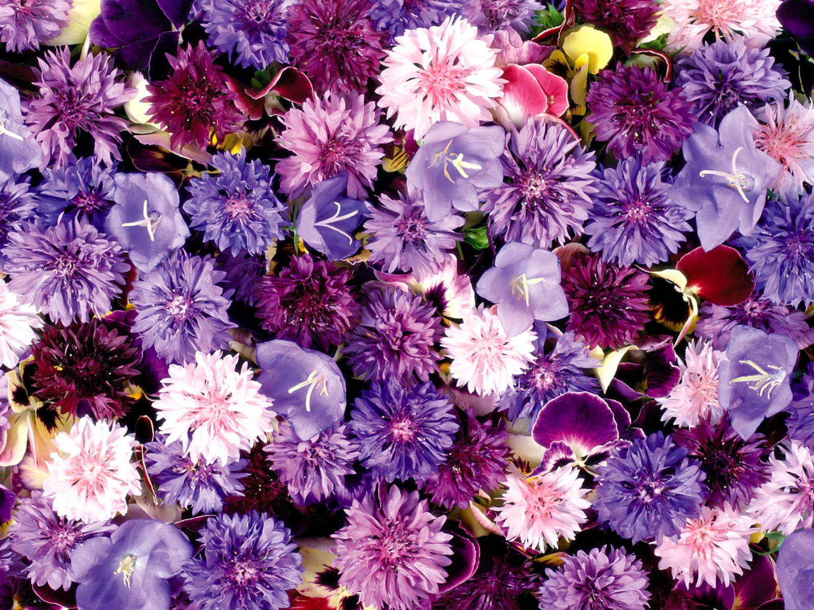 Flower carpet from cornflowers, bluebells, violets wallpaper 1600x1200