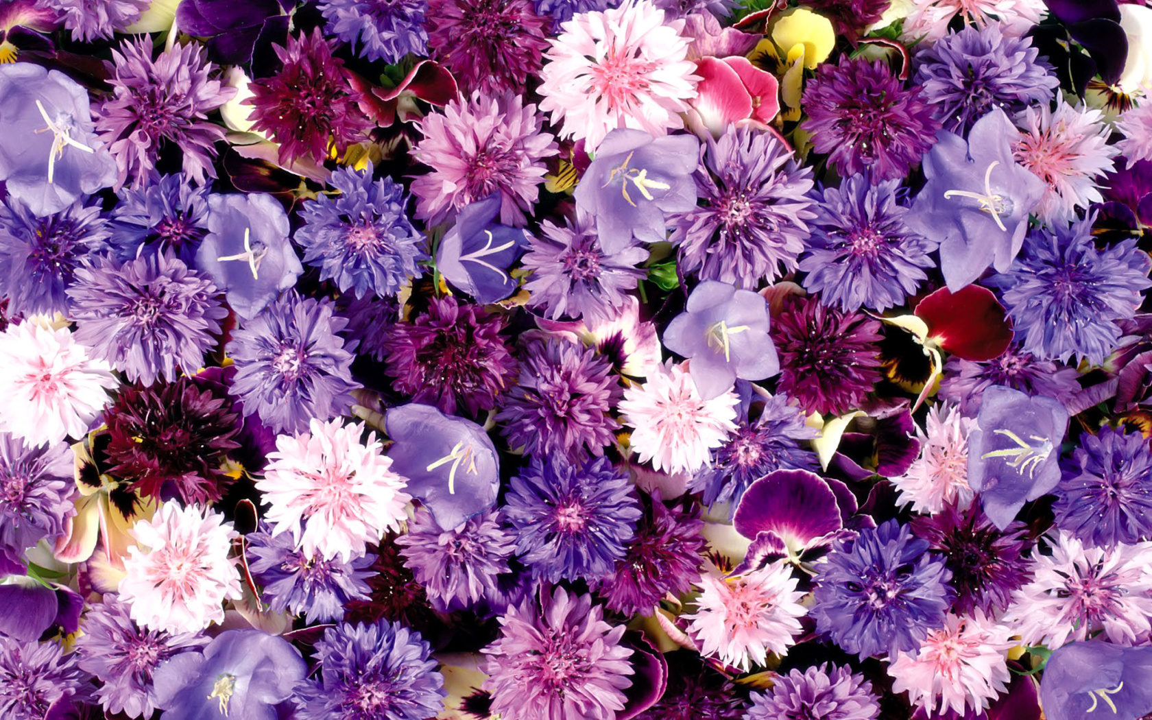 Das Flower carpet from cornflowers, bluebells, violets Wallpaper 1680x1050