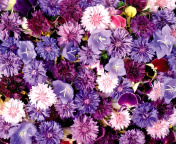 Flower carpet from cornflowers, bluebells, violets wallpaper 176x144