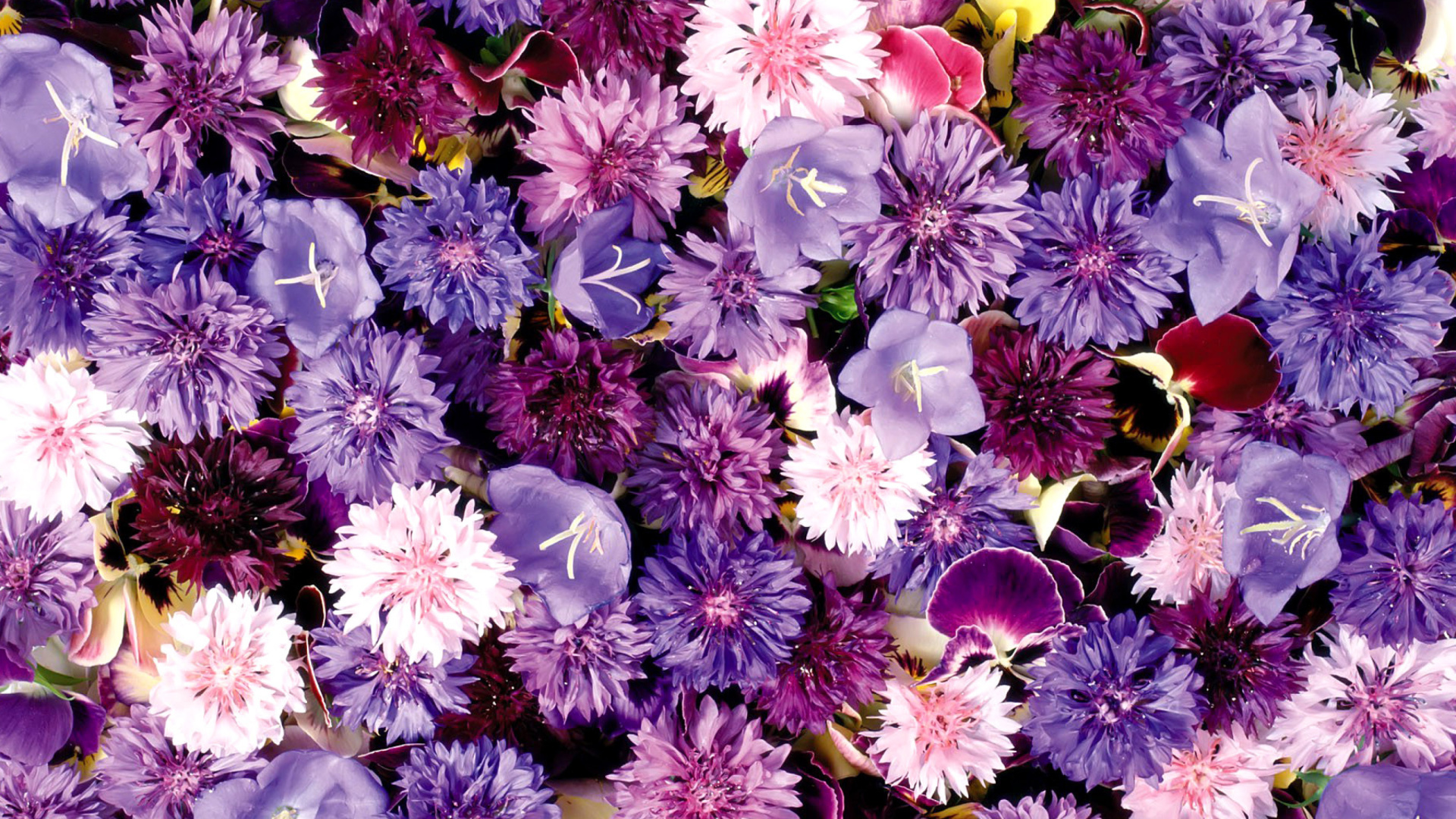 Flower carpet from cornflowers, bluebells, violets wallpaper 1920x1080