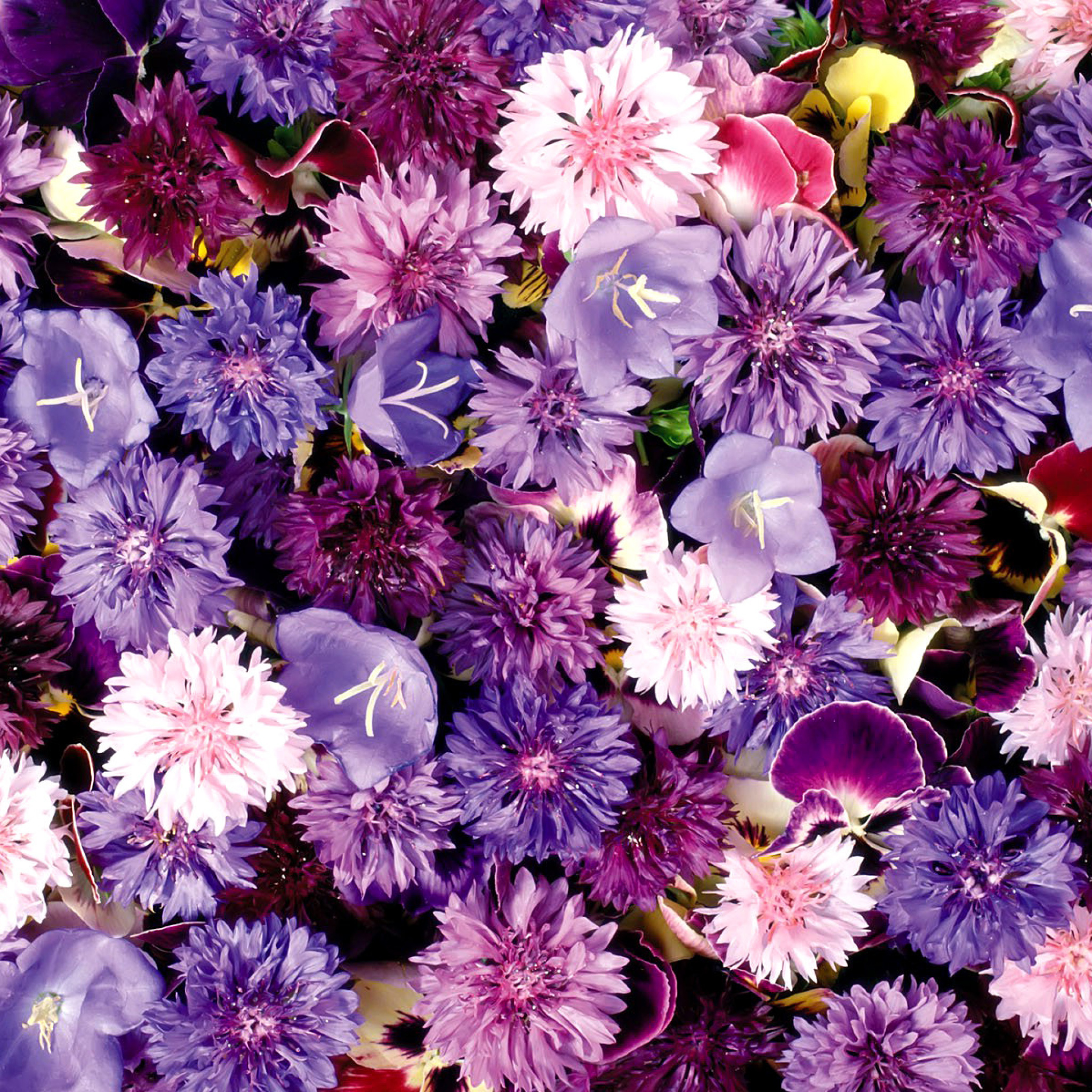 Flower carpet from cornflowers, bluebells, violets wallpaper 2048x2048