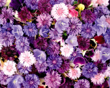 Flower carpet from cornflowers, bluebells, violets wallpaper 220x176