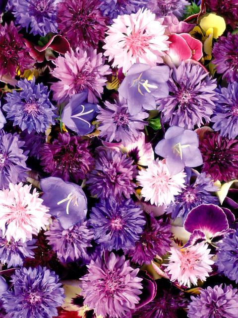 Flower carpet from cornflowers, bluebells, violets wallpaper 480x640