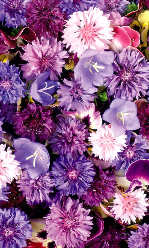Flower carpet from cornflowers, bluebells, violets wallpaper 480x800