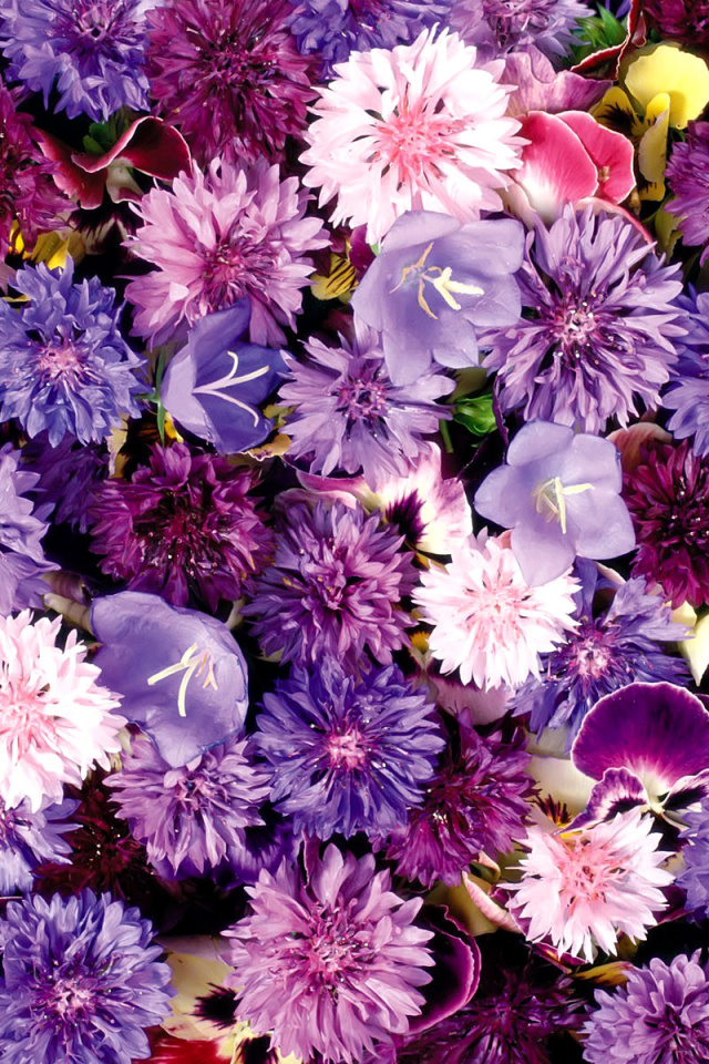Flower carpet from cornflowers, bluebells, violets wallpaper 640x960