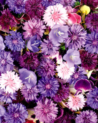 Free Flower carpet from cornflowers, bluebells, violets Picture for 240x320