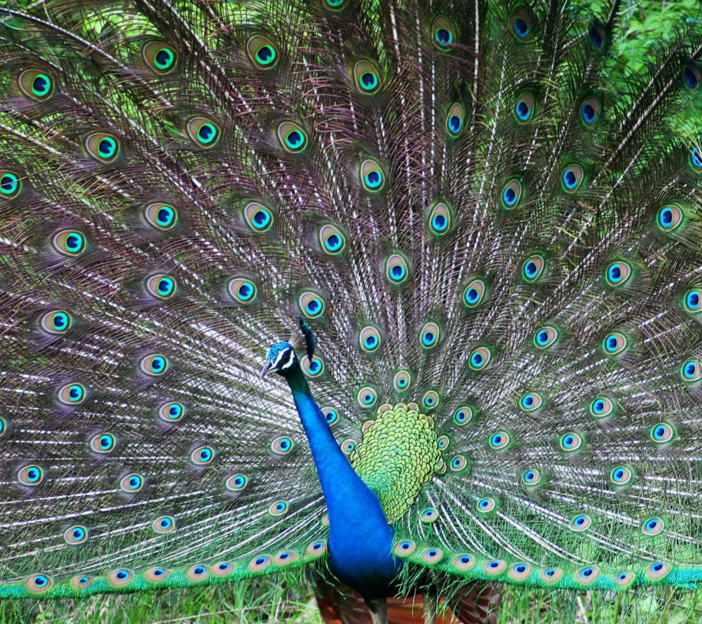 Sfondi Indian Peafowl 1440x1280