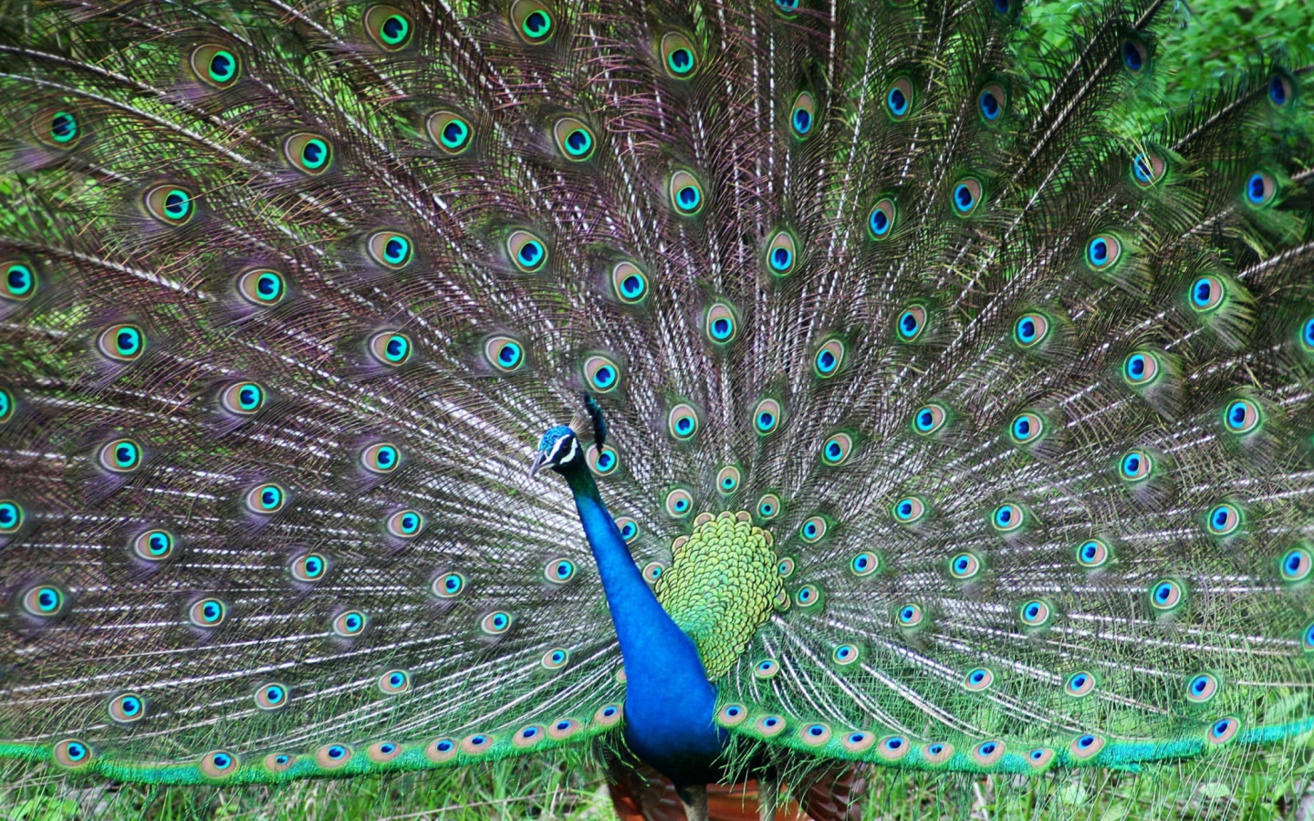 Sfondi Indian Peafowl 1440x900