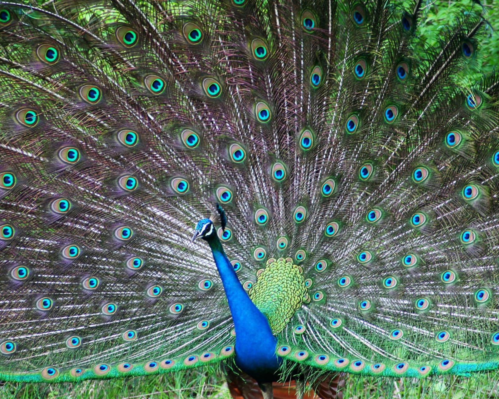 Indian Peafowl screenshot #1 1600x1280