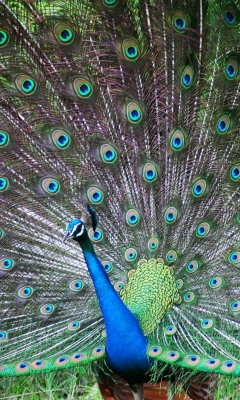 Indian Peafowl screenshot #1 240x400