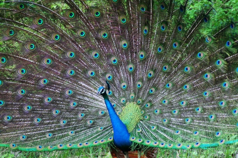 Das Indian Peafowl Wallpaper 480x320