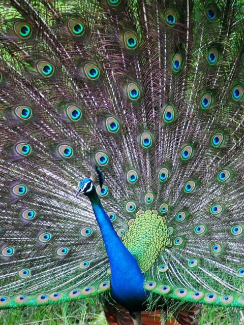 Indian Peafowl screenshot #1 480x640