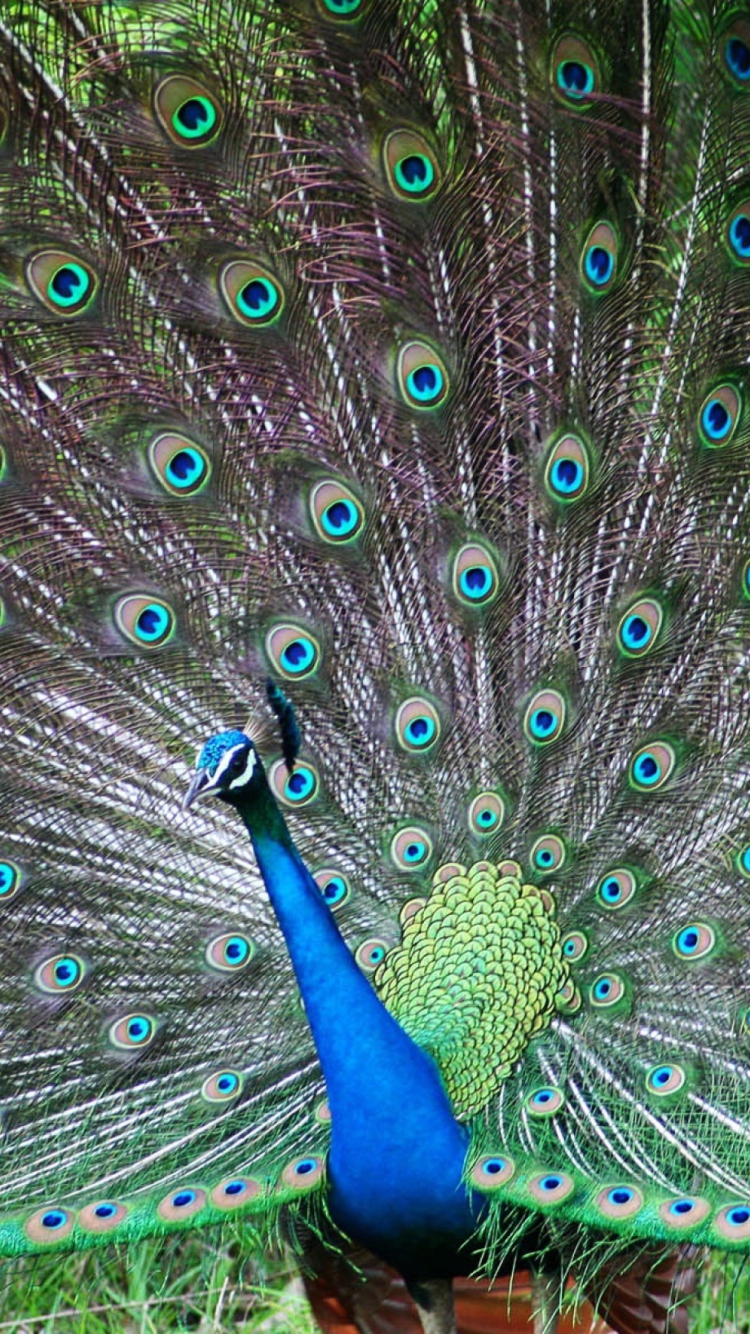 Indian Peafowl wallpaper 750x1334