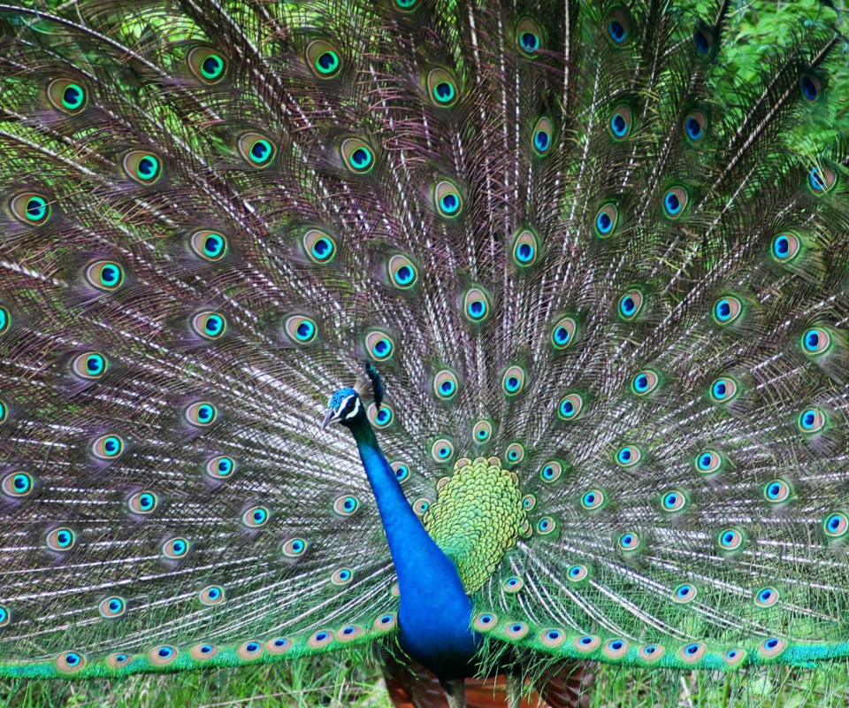 Indian Peafowl screenshot #1 960x800