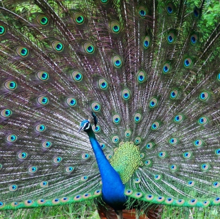 Indian Peafowl - Obrázkek zdarma pro 1024x1024