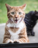 Обои Funny Surprised Cat 128x160